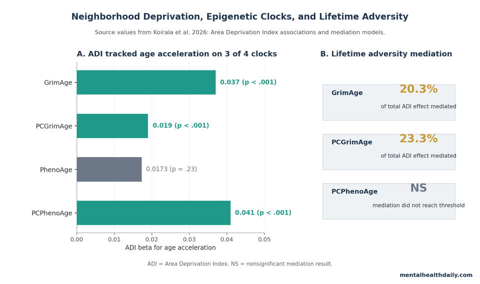 Chart showing ADI associations with 4 epigenetic clocks: GrimAge beta 0.037, PCGrimAge beta 0.019, PhenoAge beta 0.0173 not significant, and PCPhenoAge beta 0.041, with mediation callouts for lifetime adversity.