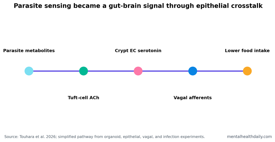 Simple pathway chart showing parasite metabolites leading to tuft-cell acetylcholine, crypt enterochromaffin serotonin, vagal afferent activation, and lower food intake.