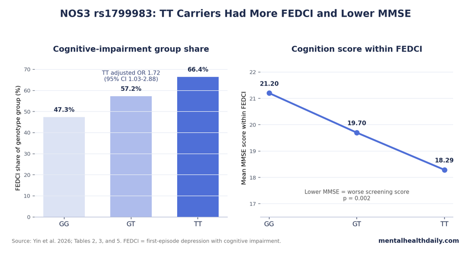Chart showing higher FEDCI share and lower MMSE scores among NOS3 rs1799983 TT carriers