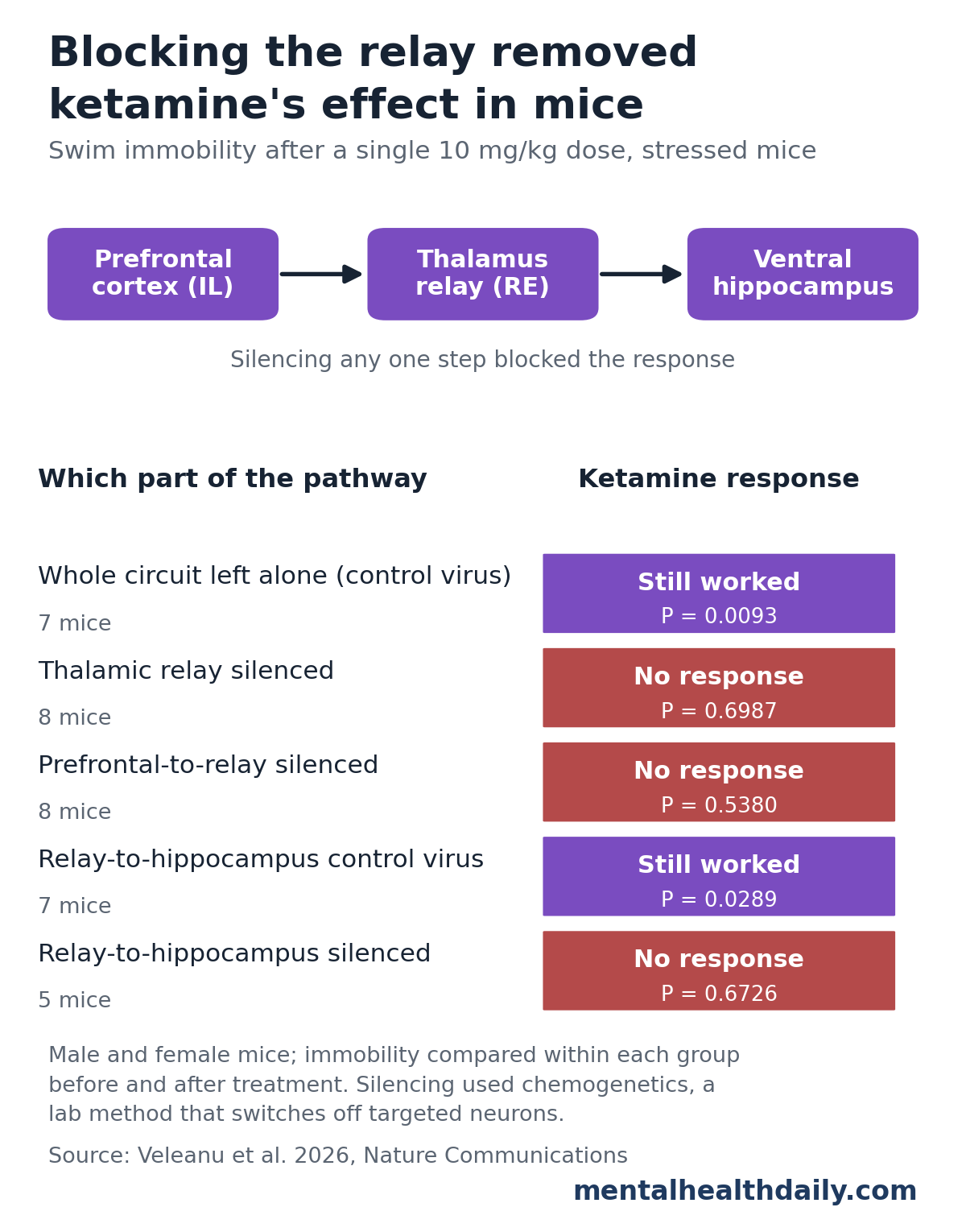 Diagram of the prefrontal cortex to thalamus relay to ventral hippocampus pathway above a table of results in stressed mice. Ketamine reduced swim immobility with the circuit intact (7 mice, P = 0.0093) and with the relay-to-hippocampus control virus (7 mice, P = 0.0289), but had no effect when the thalamic relay was silenced (8 mice, P = 0.6987), when prefrontal-to-relay fibers were silenced (8 mice, P = 0.5380), or when relay-to-hippocampus fibers were silenced (5 mice, P = 0.6726).