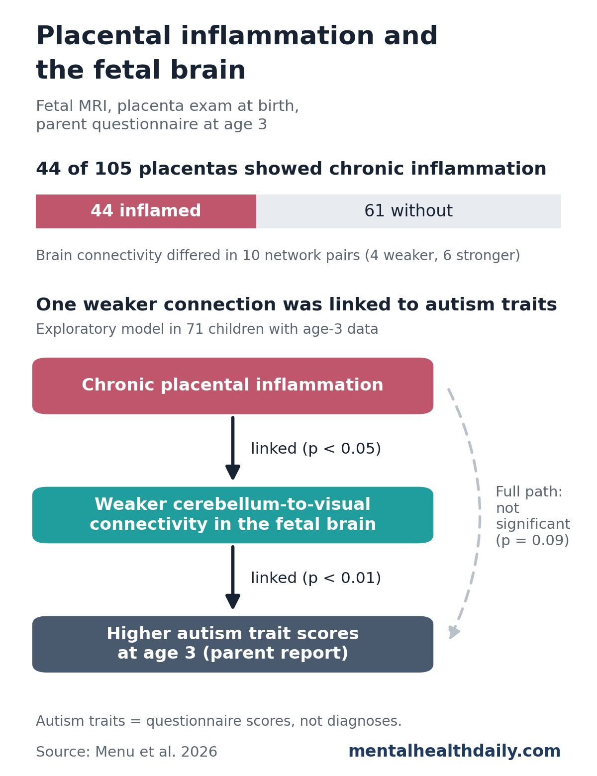 Chart from a 2026 fetal MRI study. Top: 44 of 105 placentas showed chronic inflammation and 61 did not; fetal brain connectivity differed in 10 network pairs, 4 weaker and 6 stronger. Bottom: an exploratory model in 71 children linked chronic placental inflammation to weaker cerebellum-to-visual connectivity in the fetal brain (p under 0.05), and that weaker connectivity to higher parent-reported autism trait scores at age 3 (p under 0.01); the full pathway was not significant (p = 0.09).