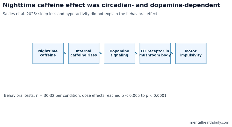 Pathway schematic showing nighttime caffeine, dopamine signaling, D1 receptor involvement, and motor impulsivity