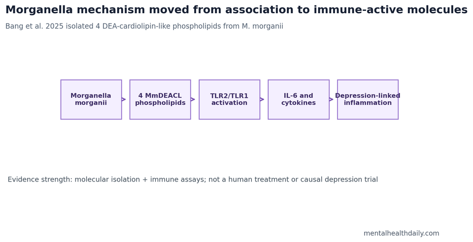 Pathway schematic from Morganella morganii to 4 MmDEACL phospholipids, TLR2/TLR1 activation, IL-6, and depression-linked inflammation