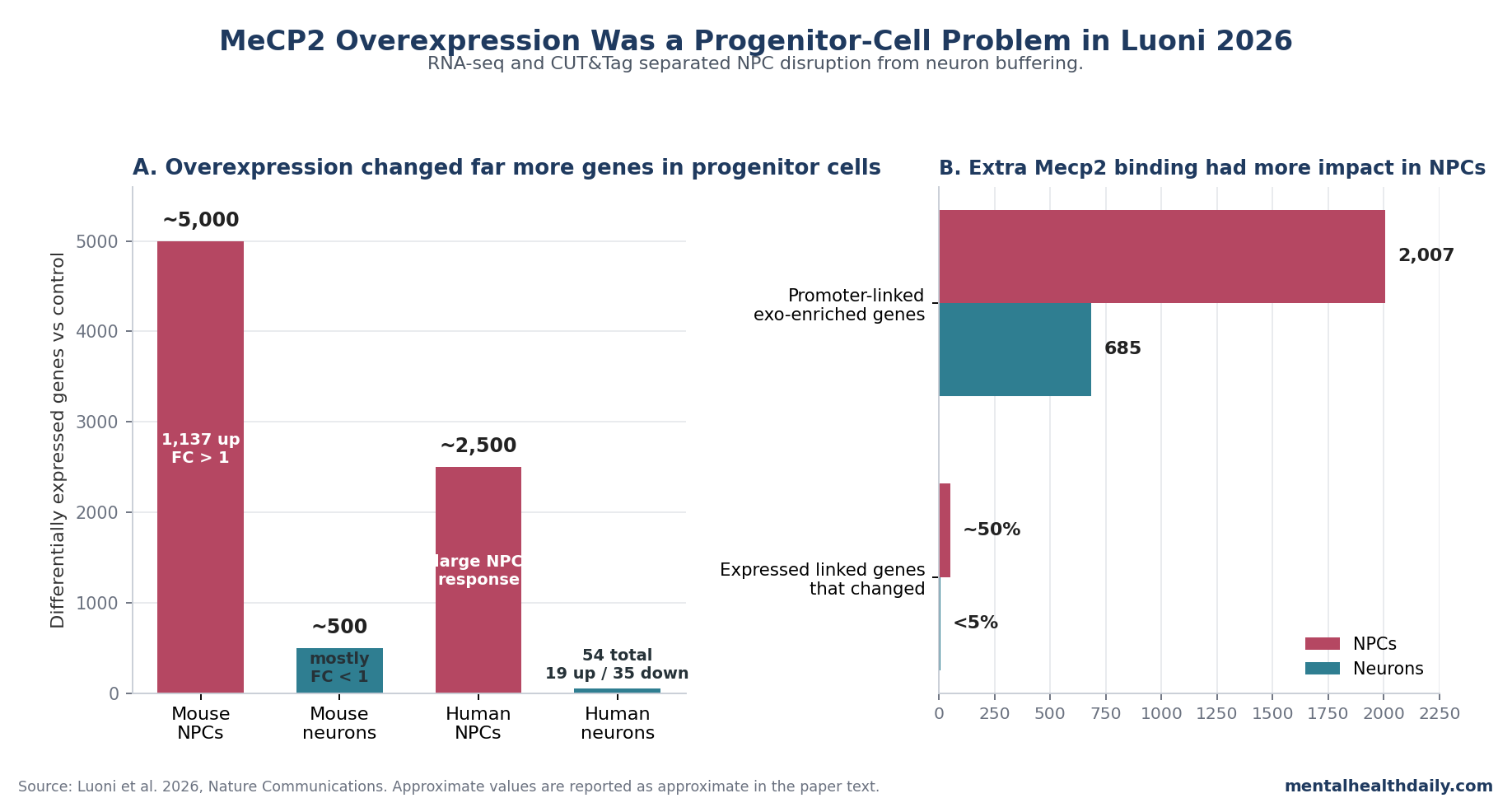 Chart comparing real Luoni 2026 gene-expression and Mecp2-binding numbers in neural progenitor cells versus mature neurons.