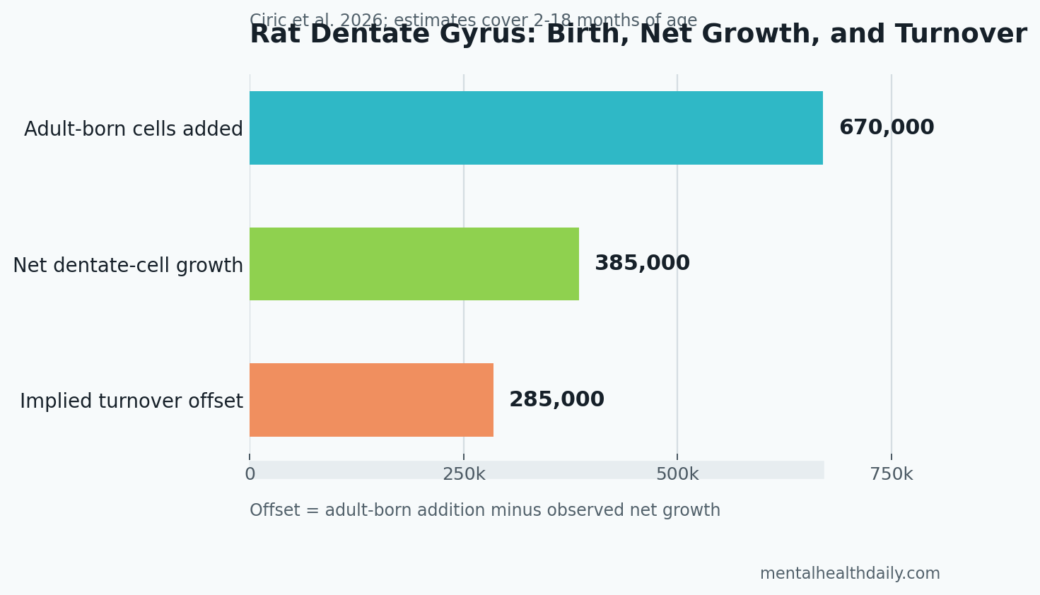 Bar chart comparing adult-born neuron addition, net dentate gyrus growth, and implied turnover offset in rats from 2 to 18 months