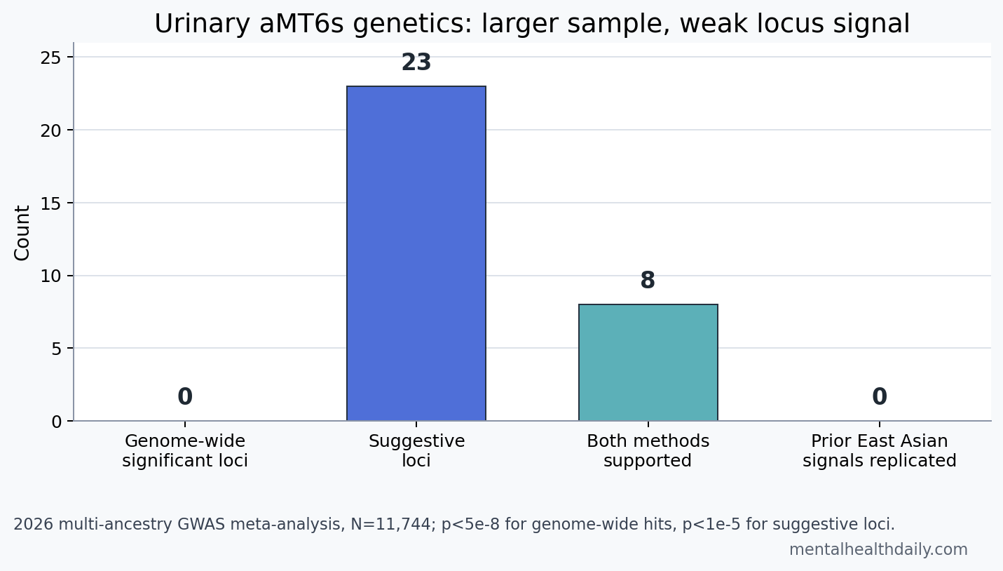 Bar chart showing 0 genome-wide significant loci, 23 suggestive loci, 8 loci supported by both methods, and 0 replicated prior East Asian signals in a urinary aMT6s GWAS.