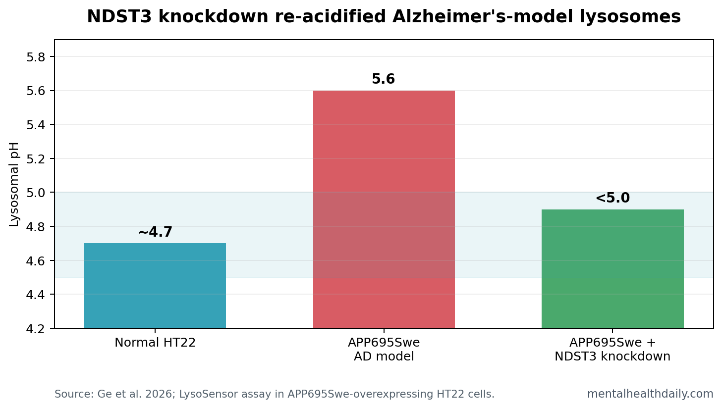 Bar chart showing lysosomal pH near 4.7 in normal HT22 cells, 5.6 in APP695Swe Alzheimer's-model cells, and below 5.0 after NDST3 knockdown.