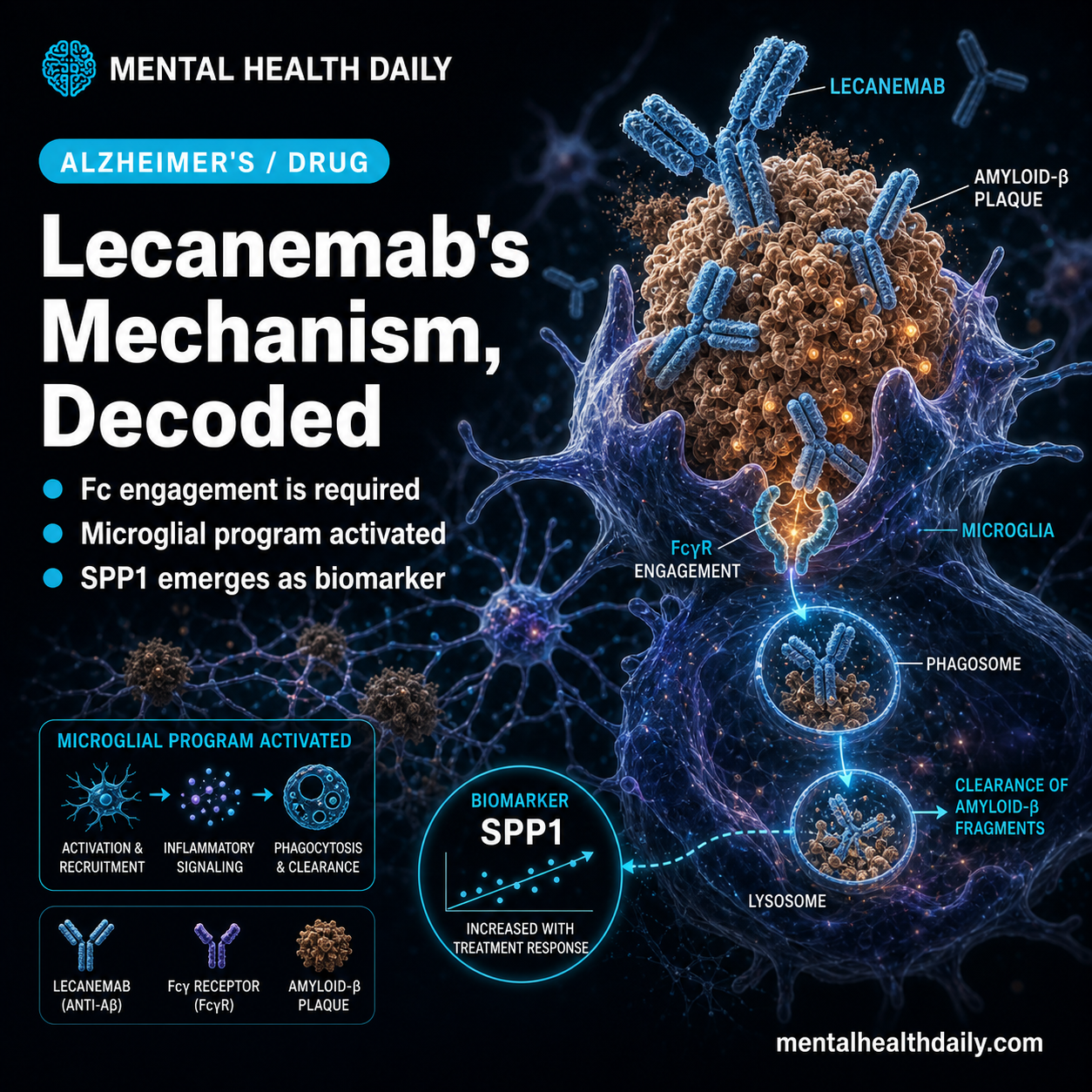 Lecanemab Rash Lecanemab Clears Amyloid via Microglia and Fc Receptors - MentalHealthDaily