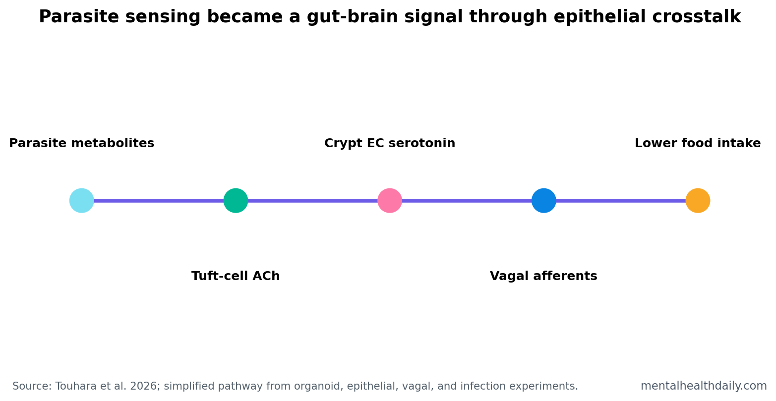 Simple pathway chart showing parasite metabolites leading to tuft-cell acetylcholine, crypt enterochromaffin serotonin, vagal afferent activation, and lower food intake.