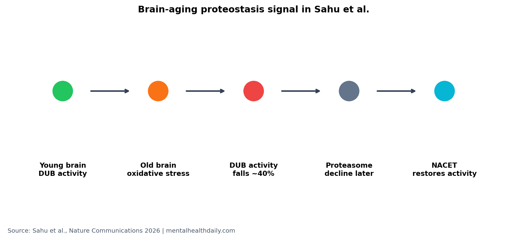 Simple pathway chart showing oxidative stress reducing DUB activity before proteasome decline in brain aging
