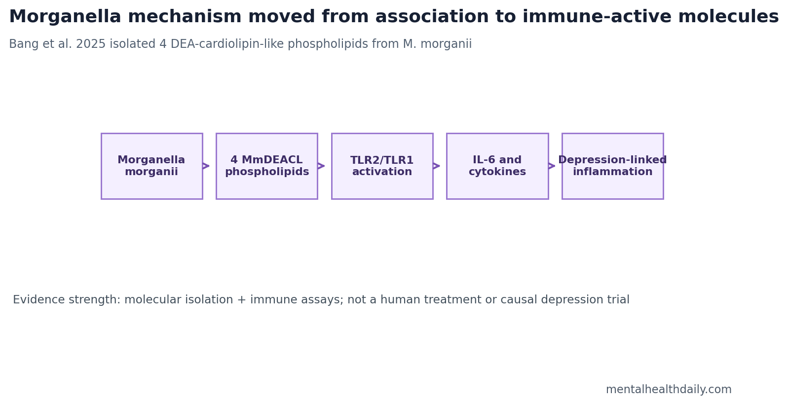 Pathway schematic from Morganella morganii to 4 MmDEACL phospholipids, TLR2/TLR1 activation, IL-6, and depression-linked inflammation