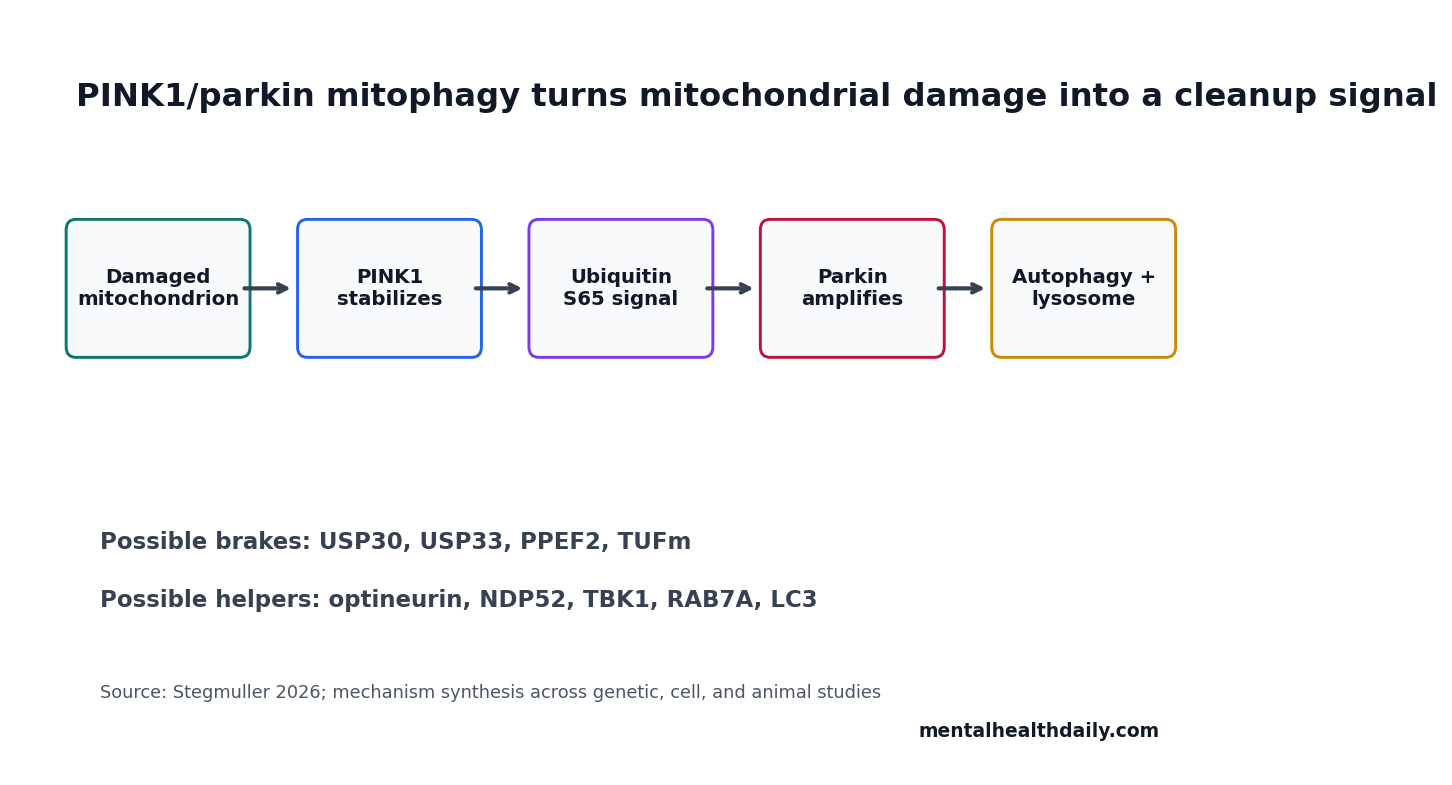 Stepwise pathway showing PINK1/parkin mitophagy from damaged mitochondrion to lysosomal clearance.