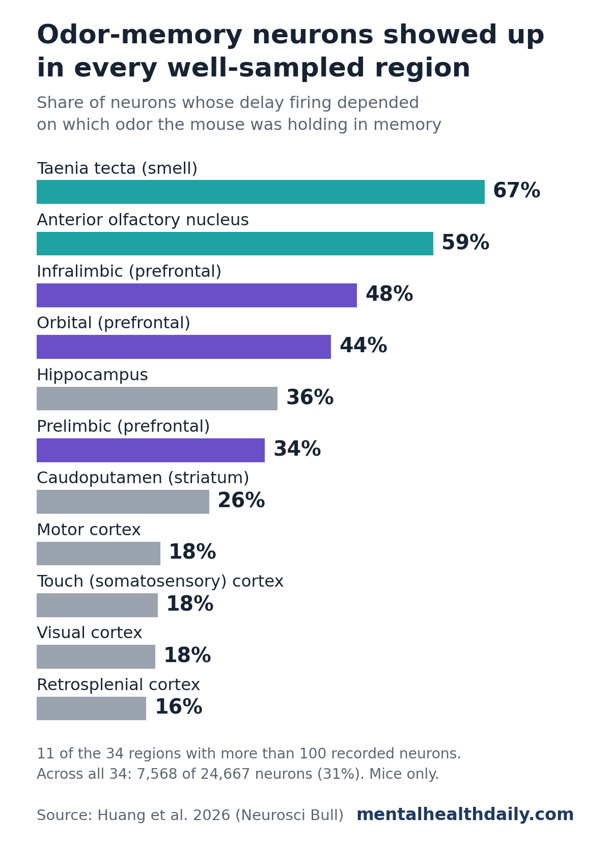 Bar chart from a 2026 mouse dataset showing the share of neurons whose delay-period firing depended on which odor was being remembered: taenia tecta 67%, anterior olfactory nucleus 59%, infralimbic 48%, orbital 44%, hippocampus 36%, prelimbic 34%, caudoputamen 26%, motor cortex 18%, somatosensory cortex 18%, visual cortex 18% and retrosplenial cortex 16%. Across all 34 well-sampled regions, 7,568 of 24,667 neurons, or 31%.